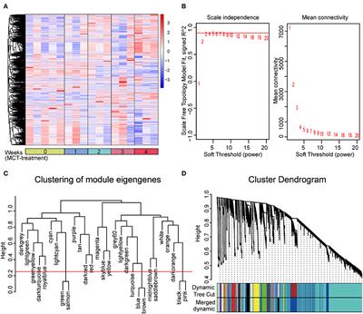 Weighted gene co-expression network analysis identifies dysregulated B-cell receptor signaling pathway and novel genes in pulmonary arterial hypertension